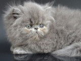 2 chatons Exotic Shorthairs non LOOF &agrave; r&eacute;server