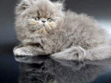 2 chatons Exotic Shorthairs non LOOF &agrave; r&eacute;server