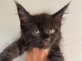 À réserver 3 chatons Maine Coons LOOF noir solide