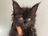 À réserver 3 chatons Maine Coons LOOF noir solide