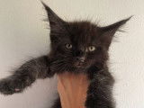 À réserver 3 chatons Maine Coons LOOF noir solide