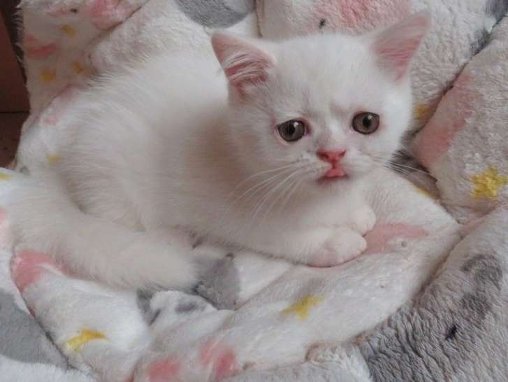2 chatons Exotic Shorthairs blancs non LOOF à vendre