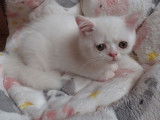 2 chatons Exotic Shorthairs blancs non LOOF à vendre