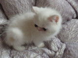 2 chatons Exotic Shorthairs blancs non LOOF à vendre