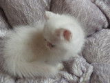 2 chatons Exotic Shorthairs blancs non LOOF à vendre