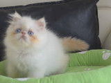 1 chaton Persan LOOF crème point disponible à l’achat