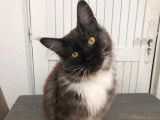 Un chat Maine Coon d&rsquo;un an LOOF black smoke et blanc disponible