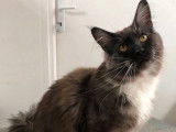 Un chat Maine Coon d&rsquo;un an LOOF black smoke et blanc disponible