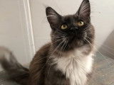 Un chat Maine Coon d&rsquo;un an LOOF black smoke et blanc disponible