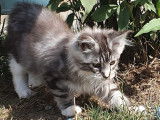 Un chaton Maine Coon LOOF à vendre