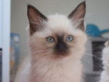 2 chatonnes Ragdolls LOOF seal mitted à réserver