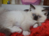 2 chatonnes Ragdolls LOOF seal mitted à réserver