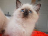 2 chatonnes Ragdolls LOOF seal mitted à réserver