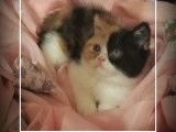 Disponible une chatonne Exotic Shorthair tricolore LOOF