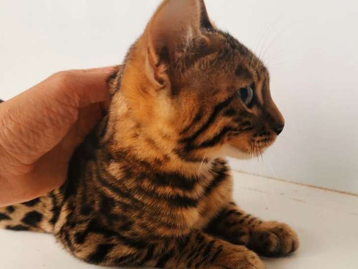 Un chaton mâle Bengal brown rosetted tabby LOOF à acheter
