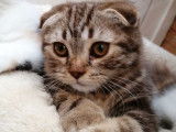 Un chaton m&acirc;le Scottish Fold LOOF &agrave; vendre marron