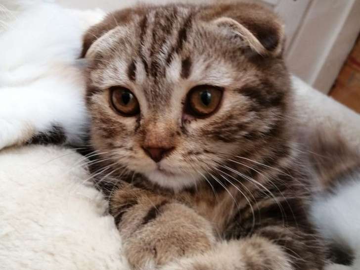 Un chaton mâle Scottish Fold LOOF à vendre marron