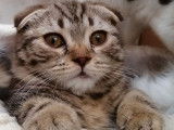Un chaton m&acirc;le Scottish Fold LOOF &agrave; vendre marron