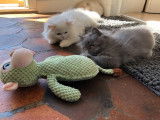 4 chatons non LOOF type Persans à vendre