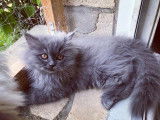 4 chatons non LOOF type Persans à vendre