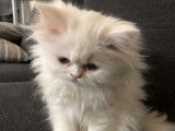 4 chatons non LOOF type Persans à vendre