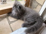 À vendre 3 chatons type Persans non LOOF