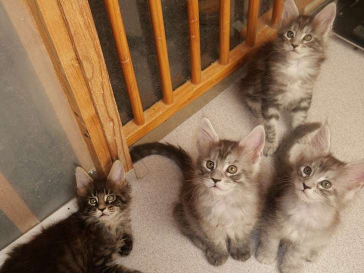 4 chatons Maine Coons LOOF à réserver, noir argenté