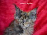 À vendre, 1 chatonne Maine Coon LOOF