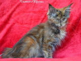 À vendre, 1 chatonne Maine Coon LOOF
