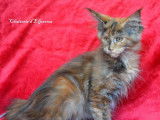 À vendre, 1 chatonne Maine Coon LOOF
