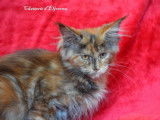 À vendre, 1 chatonne Maine Coon LOOF