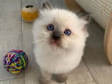 Réservation pour 3 chatons Ragdolls, LOOF