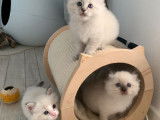 Réservation pour 3 chatons Ragdolls, LOOF