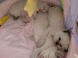 Réservation pour 3 chatons Ragdolls, LOOF