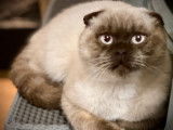 Vente d’un chat Scottish Fold de 2 ans LOOF porteur chocolat