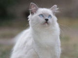 À vendre, 1 chatonne Ragdoll LOOF