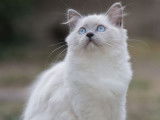 À vendre, 1 chatonne Ragdoll LOOF