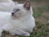 À vendre, 1 chatonne Ragdoll LOOF