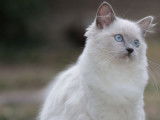 À vendre, 1 chatonne Ragdoll LOOF