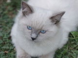 À vendre, 1 chatonne Ragdoll LOOF