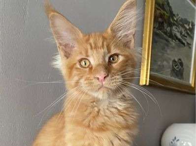 Vente de 4 chatons Maine Coons LOOF