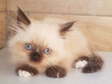 À vendre, 3 chatonnes Persans croisées Sacrés de Birmanie non LOOF