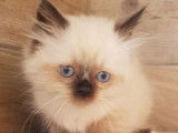 À vendre, 3 chatonnes Persans croisées Sacrés de Birmanie non LOOF