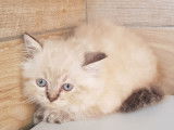 À vendre, 3 chatonnes Persans croisées Sacrés de Birmanie non LOOF