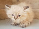 À vendre, 3 chatonnes Persans croisées Sacrés de Birmanie non LOOF