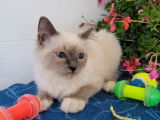 Vente de 6 chatons Sacr&eacute;s de Birmanie LOOF