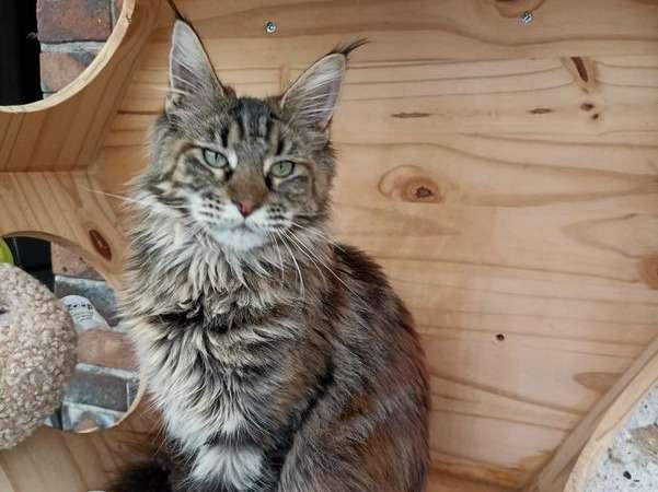 À vendre, 4 chatons Maine Coons LOOF