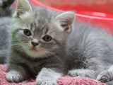 3 chatons British Shorthairs mâles à réserver, LOOF