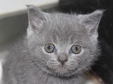 3 chatons British Shorthairs mâles à réserver, LOOF