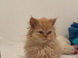 1 chaton Persan LOOF à vendre